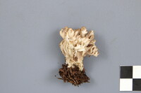 Clavulina coralloides image